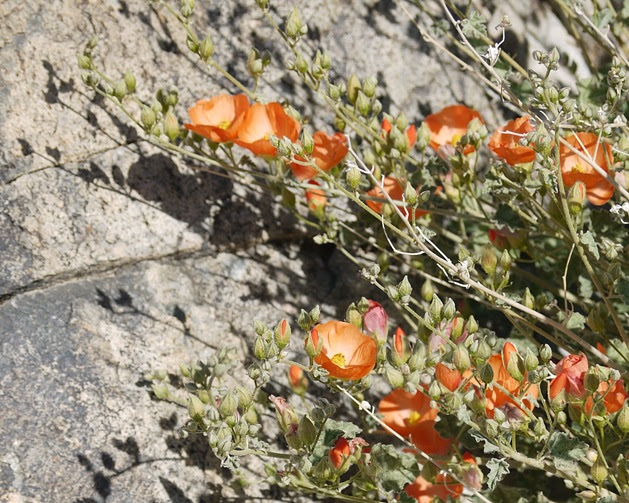 Ken's Photo Gallery Desert Globemallow (Sphaeralcea ambigua)